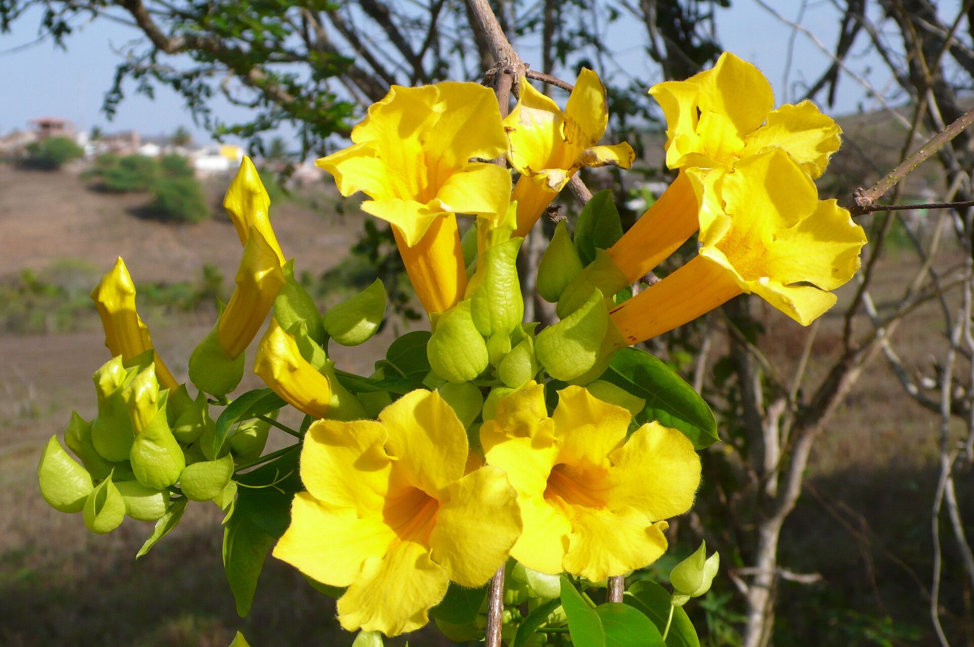 Dolichandra quadrivalvis flower