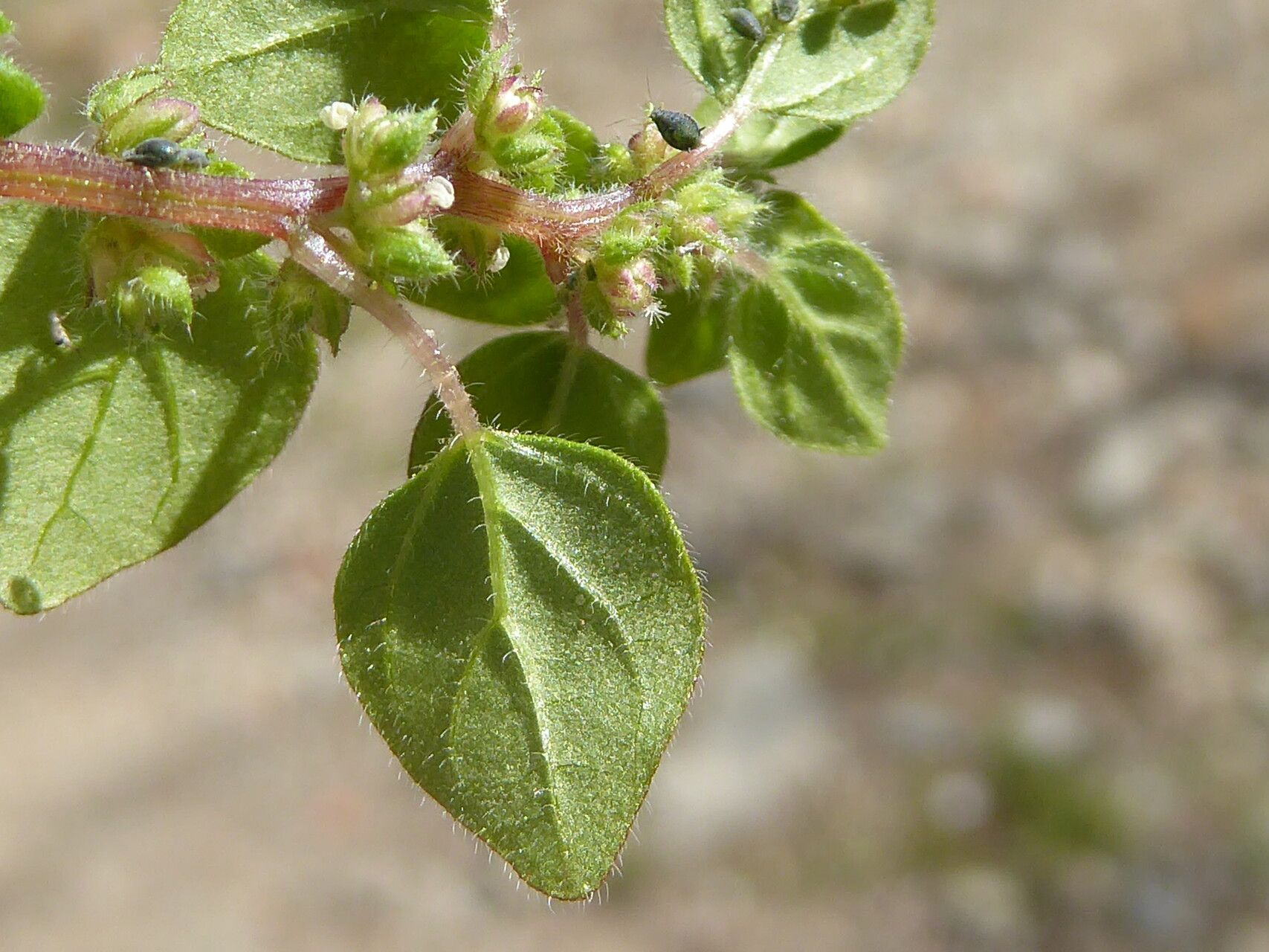Parietaria lusitanica leaf