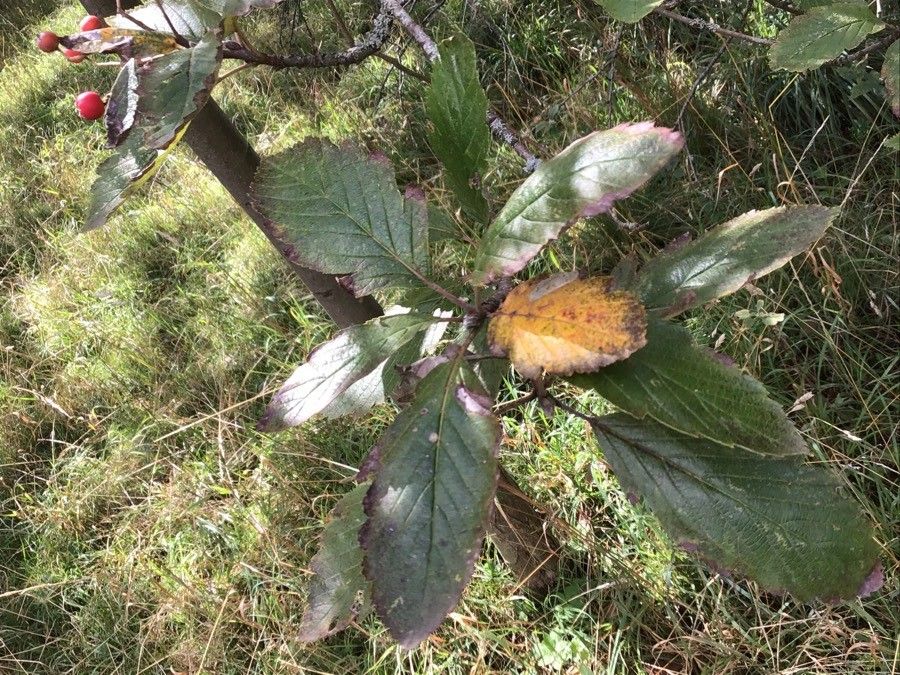 Hedlundia minima — search result for 'Hedlundia'