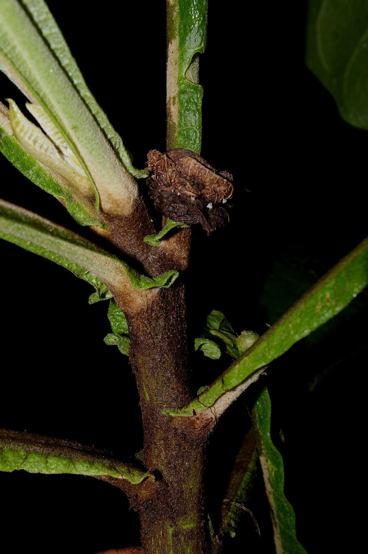 Verbesina tapantiana bark