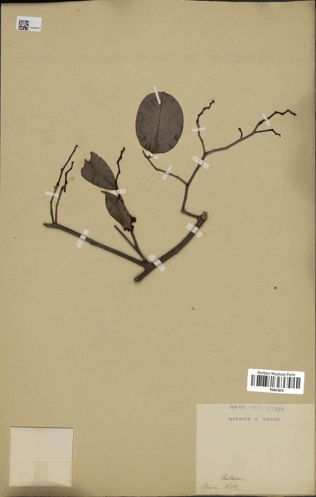 Eschweilera obversa bark