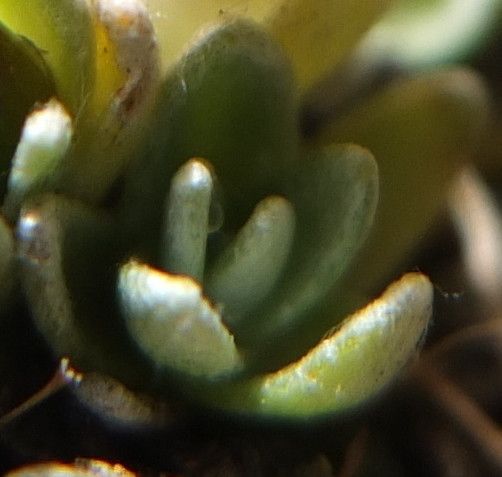 Gamochaeta lulioana leaf