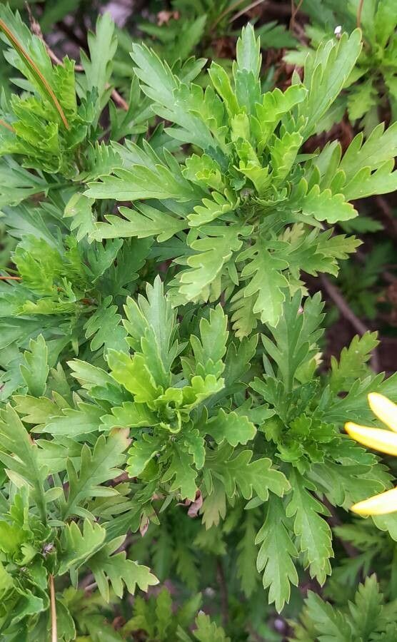 Euryops chrysanthemoides