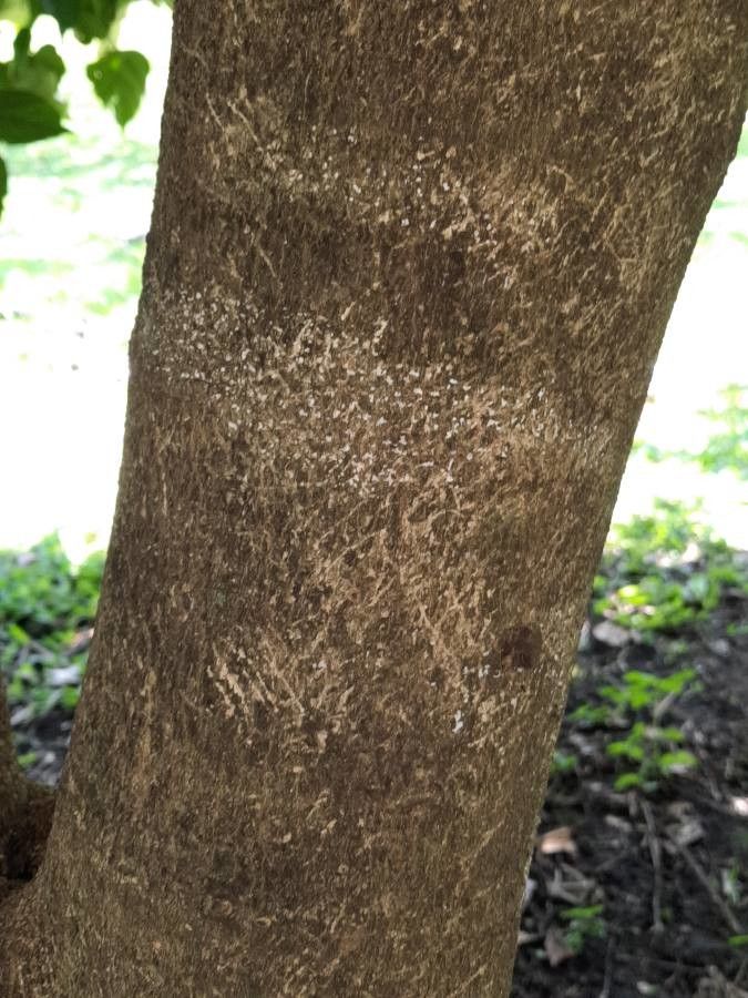 Croton guatemalensis bark