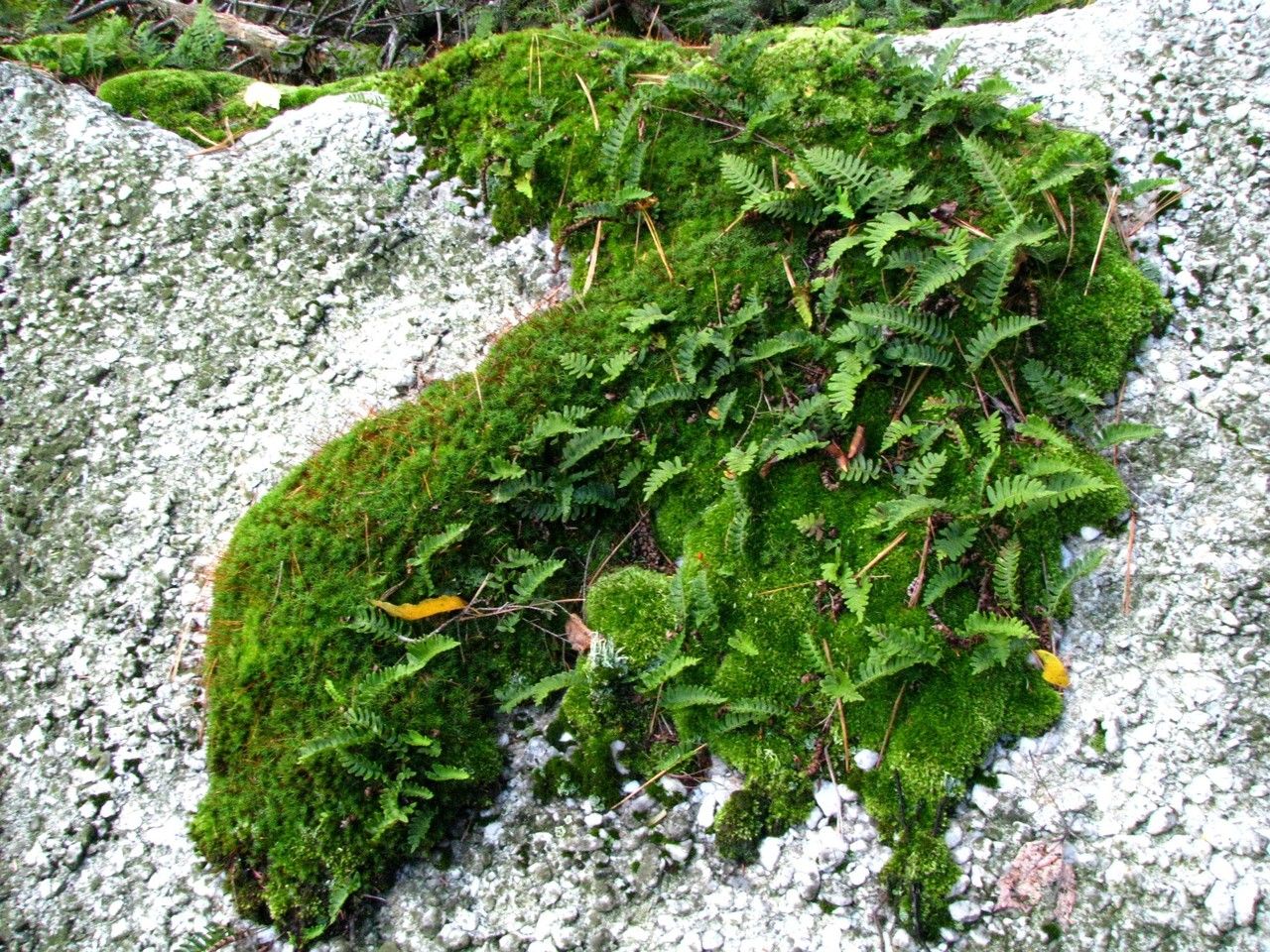 Polypodium virginianum habit