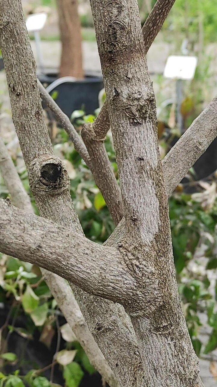 Picrasma excelsa bark