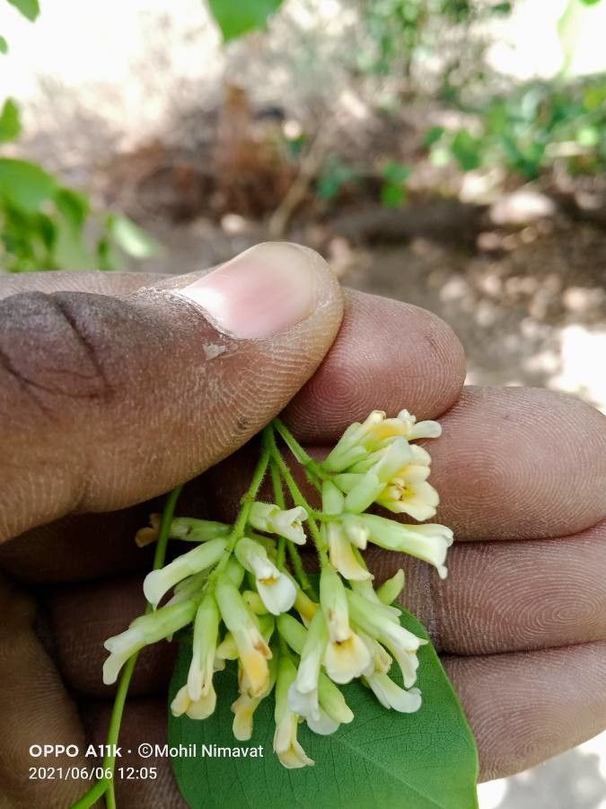 Dalbergia latifolia flower