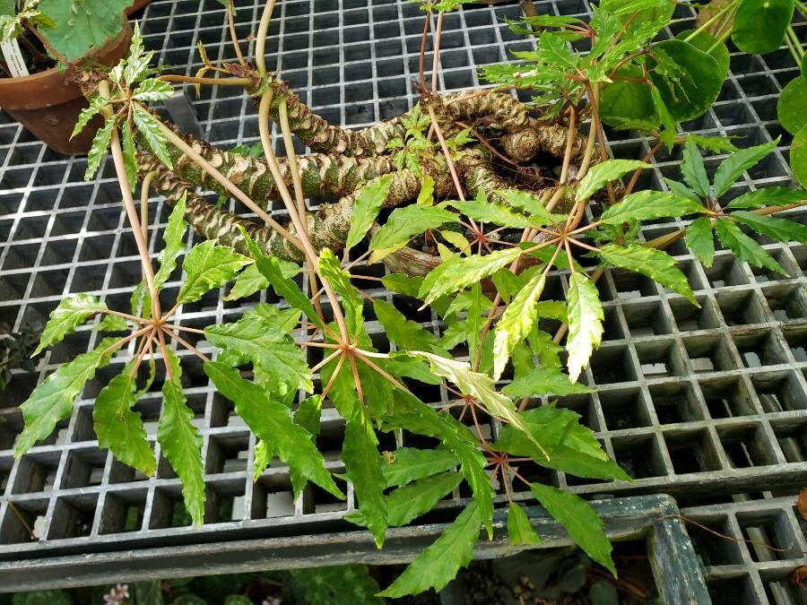 Begonia caroliniifolia habit