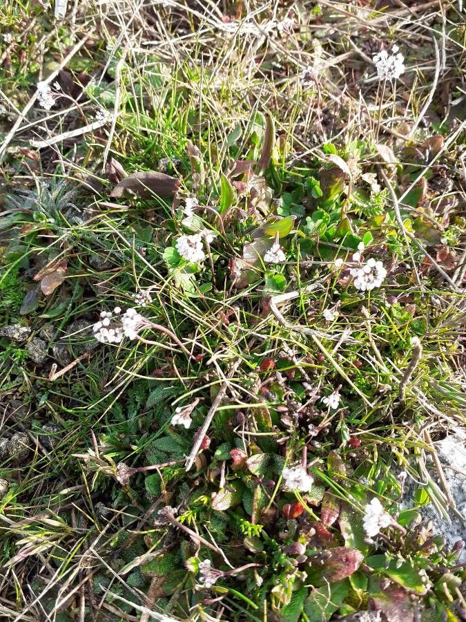Teesdalia nudicaulis habit