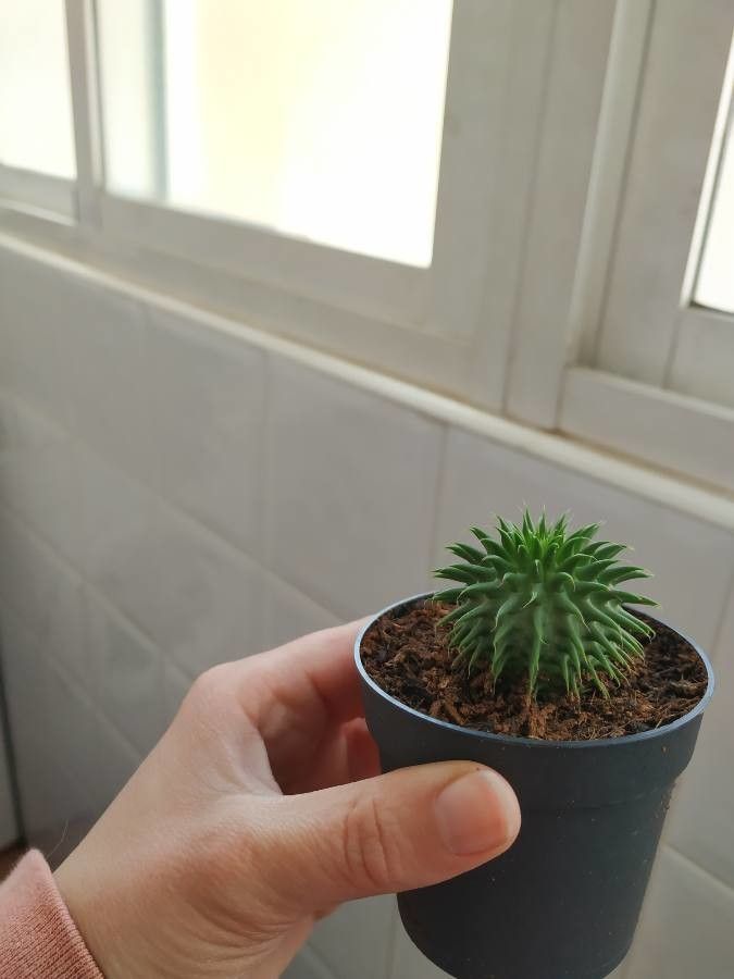 Euphorbia susannae flower