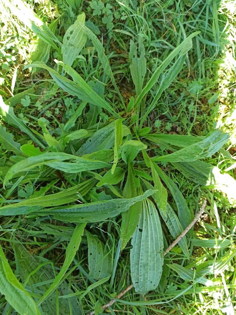 Plantago monosperma