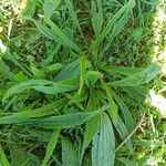 Plantago monosperma