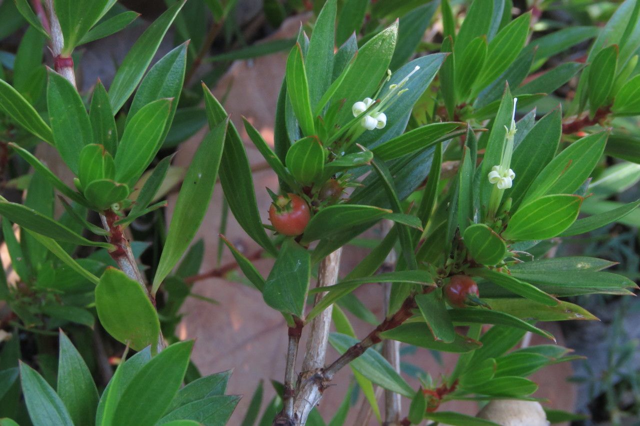 Ernodea littoralis leaf