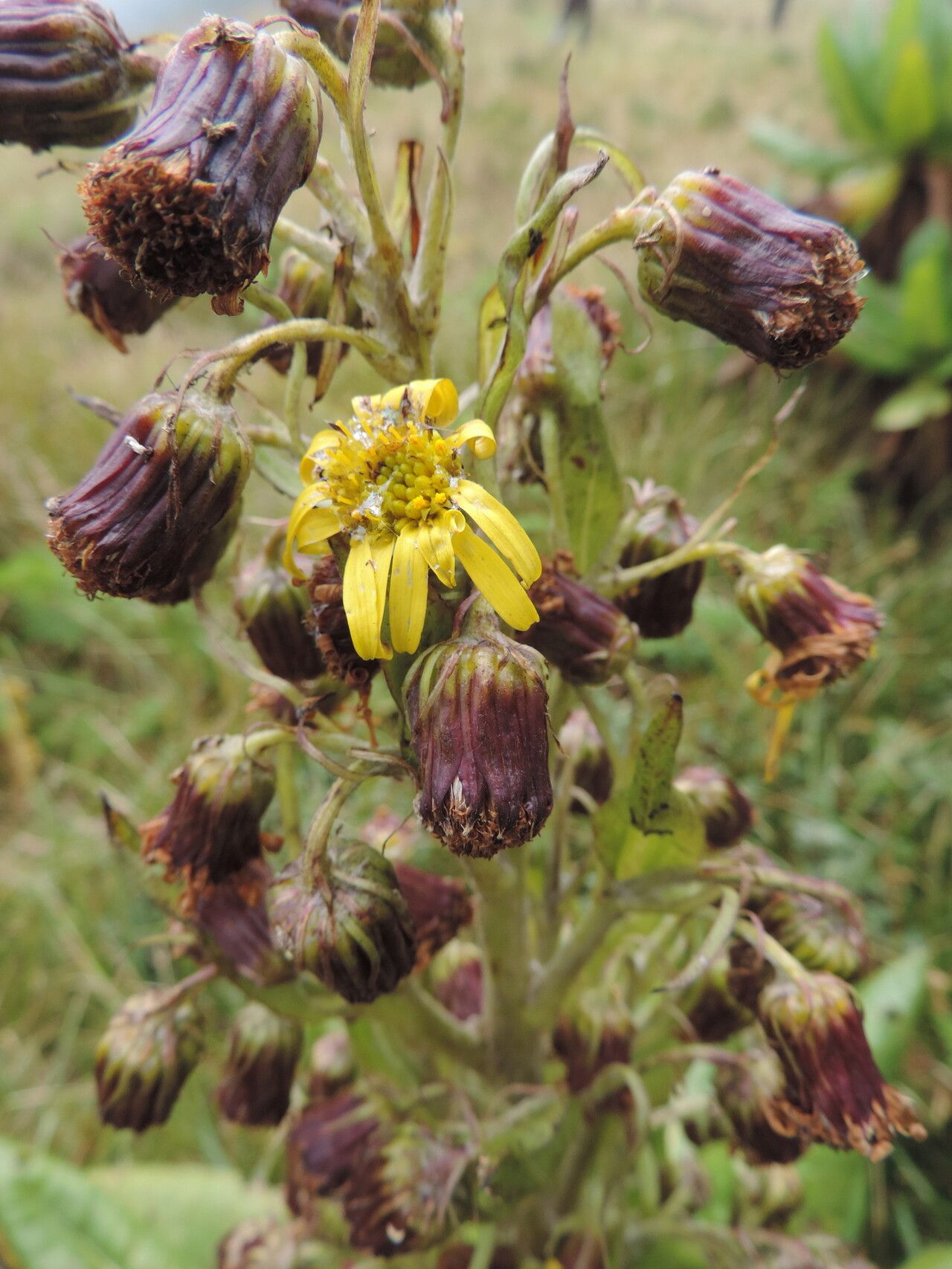 Dendrosenecio erici-rosenii — related species from the same genus
