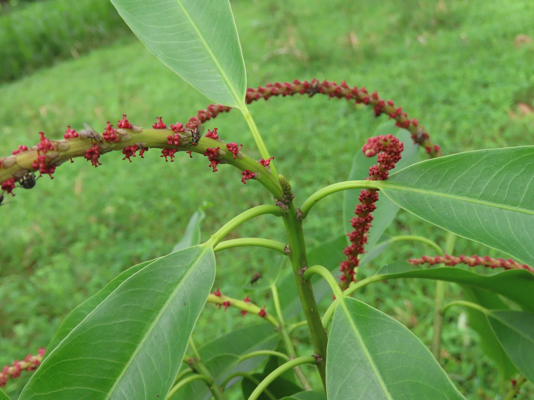 Sapium laurifolium leaf
