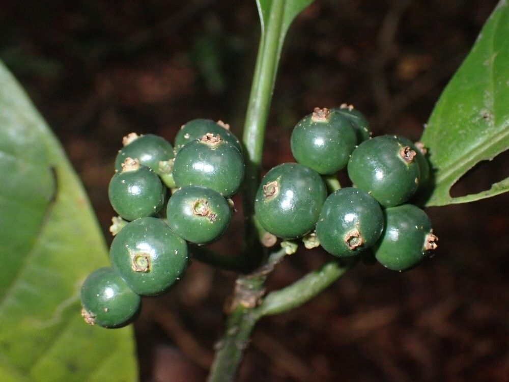 Pavetta tetramera — houseplant care guide