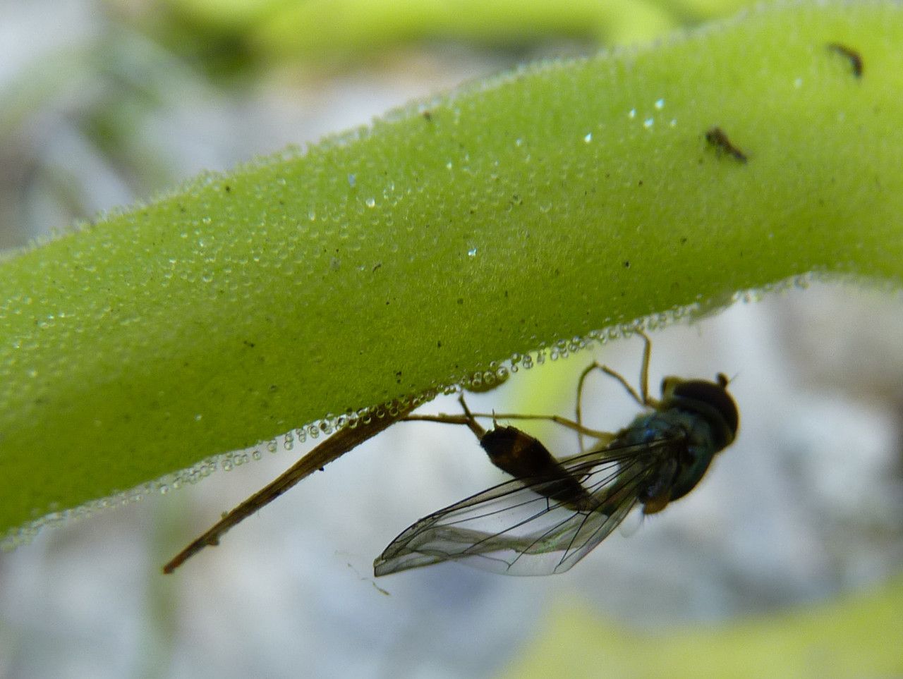 Pinguicula longifolia fruit