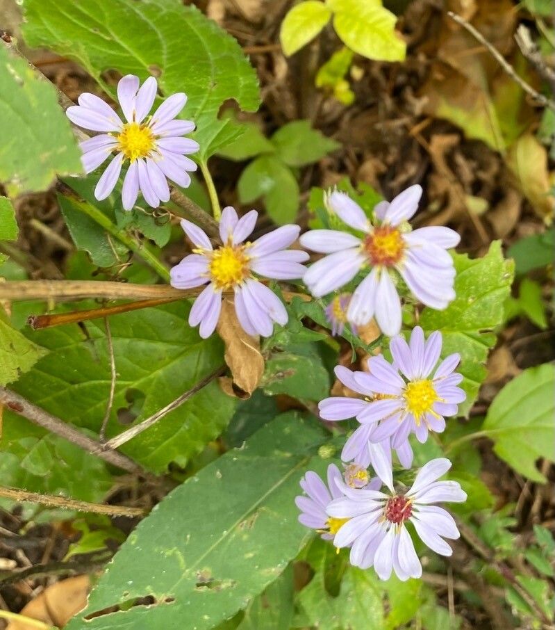 Symphyotrichum laeve flower