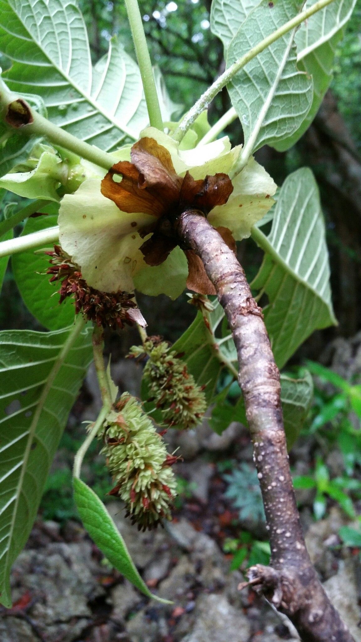 Hymenodictyon occidentale — houseplant care guide