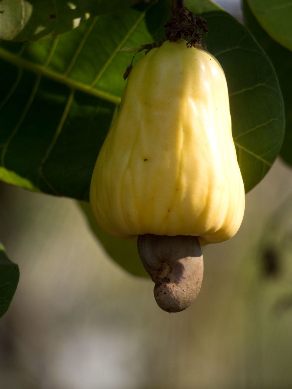 Anacardium occidentale fruit