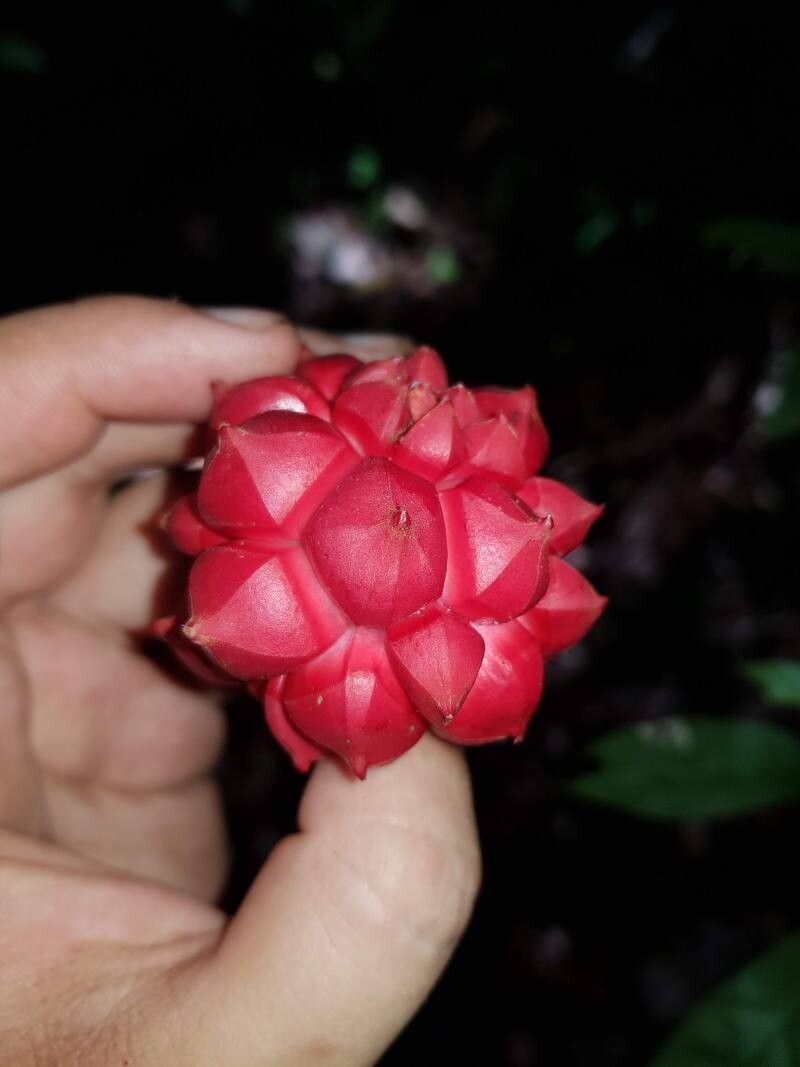 Duguetia confusa fruit