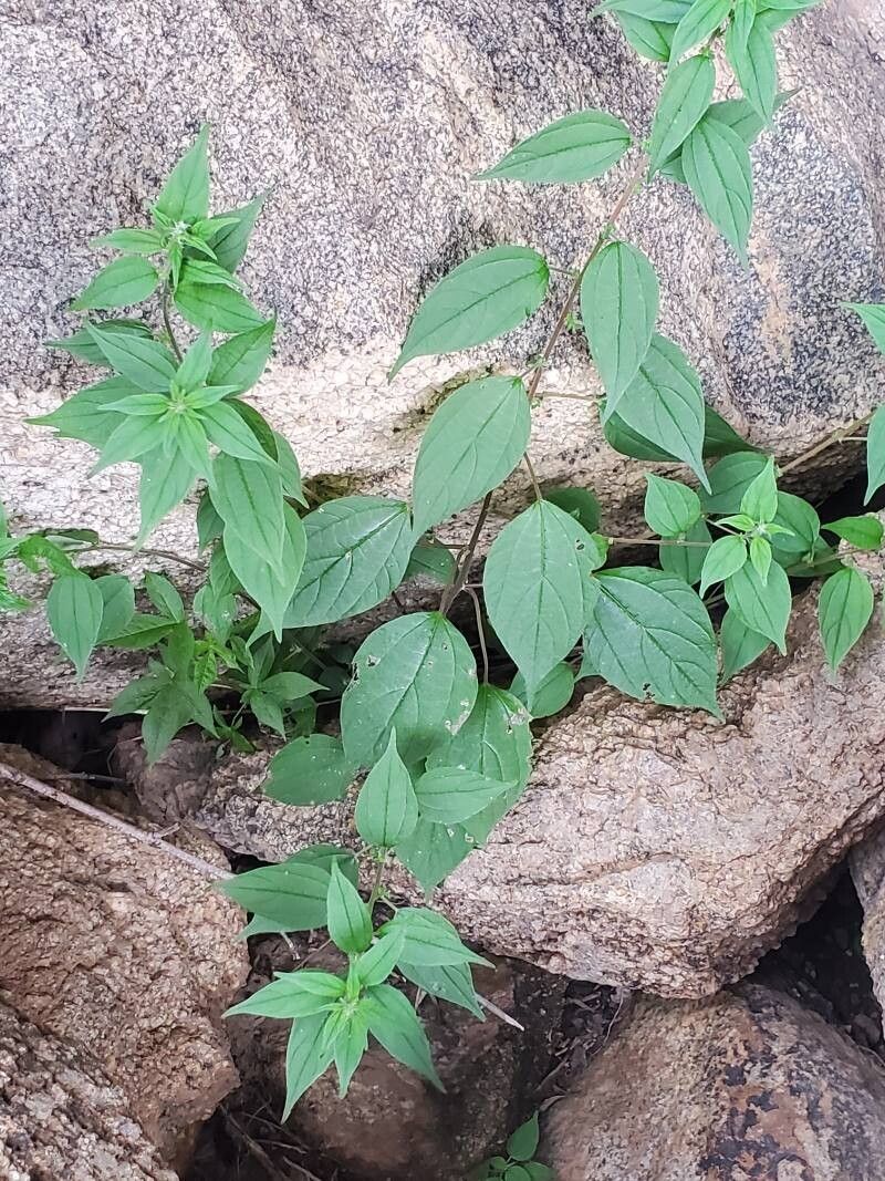 Pouzolzia guineensis leaf