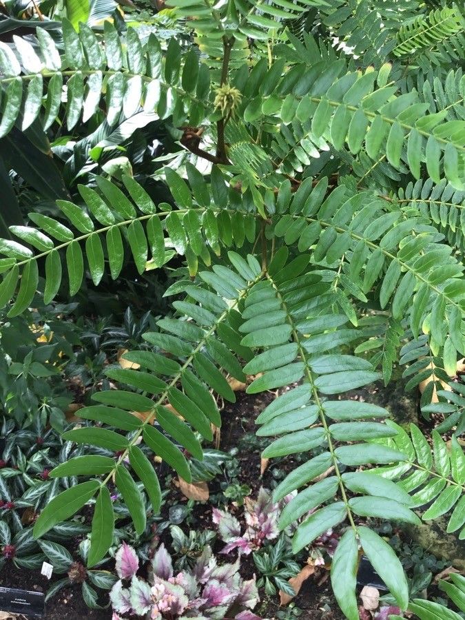 Cojoba graciliflora — related species from the same genus