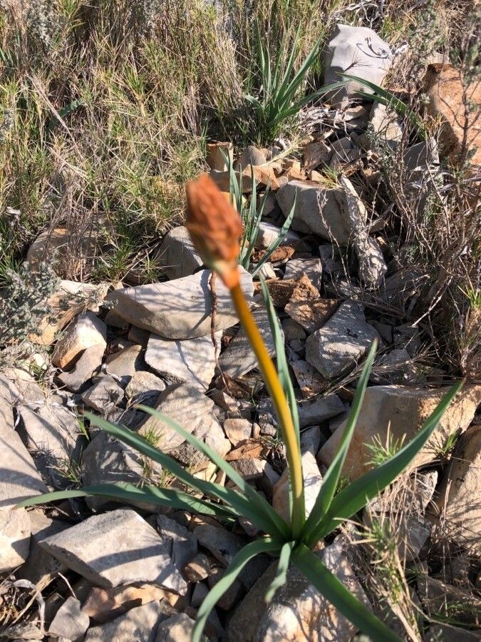 Asphodelus macrocarpus leaf