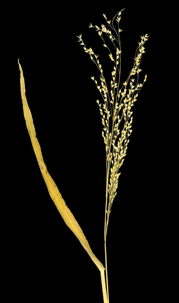 Panicum laetum flower