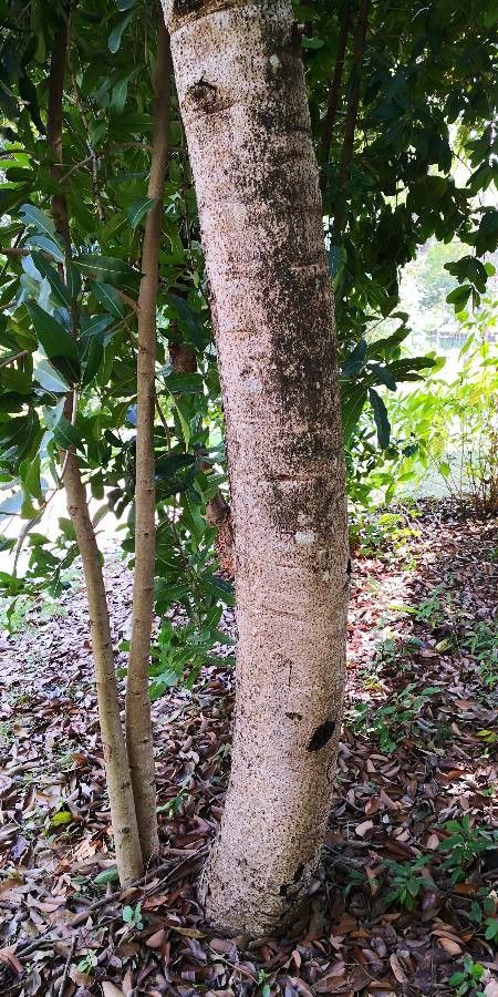 Mammea yunnanensis bark