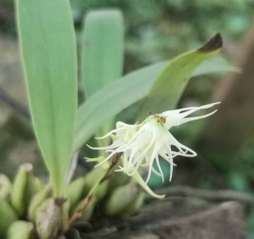 Bulbophyllum schimperianum flower