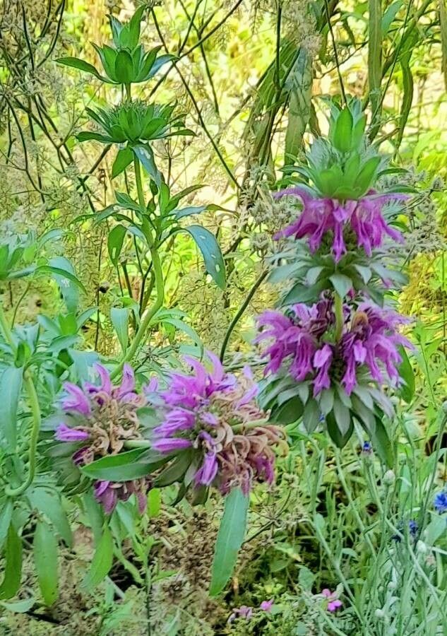 Monarda citriodora flower