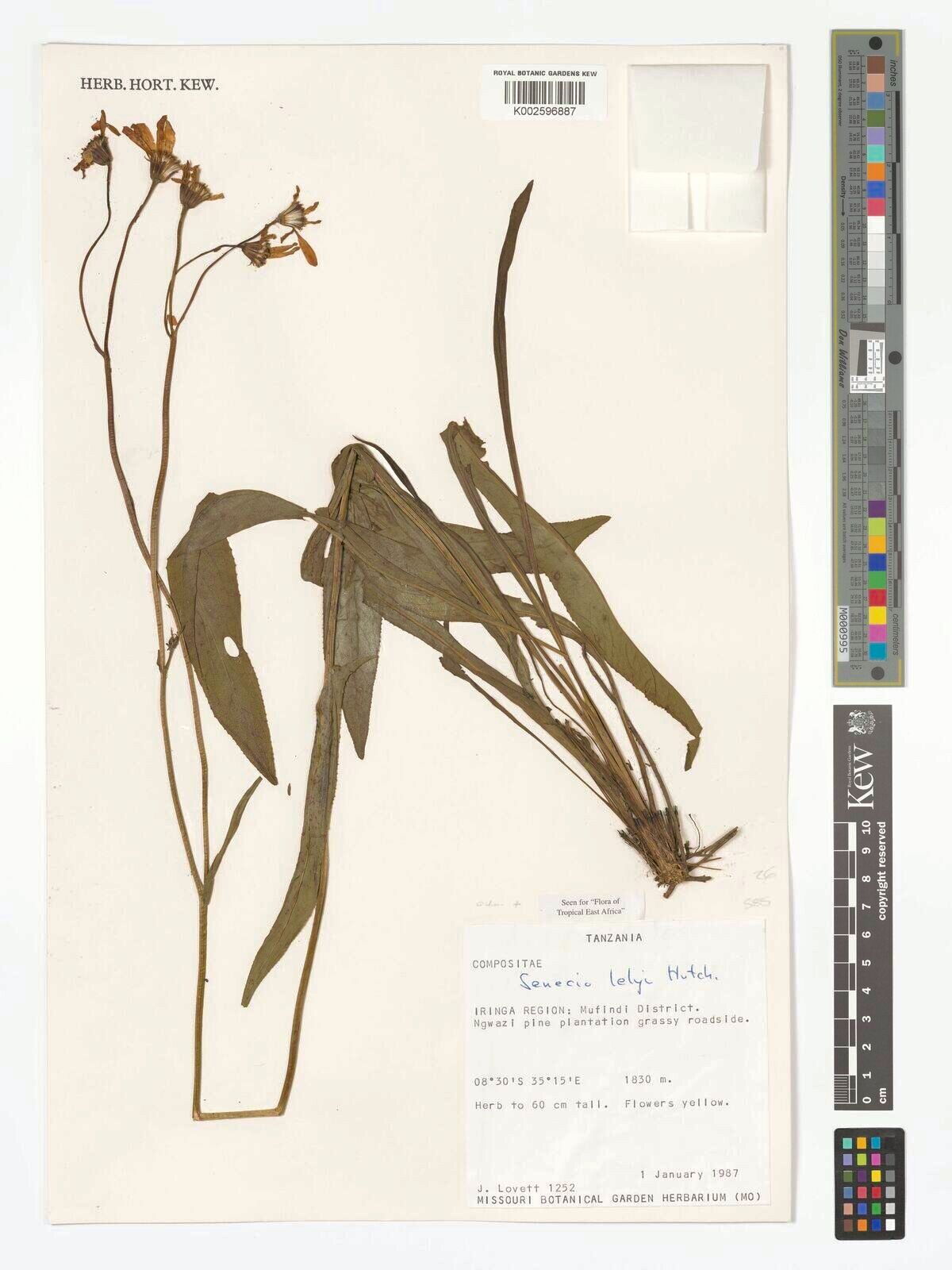 Senecio lelyi — houseplant care guide