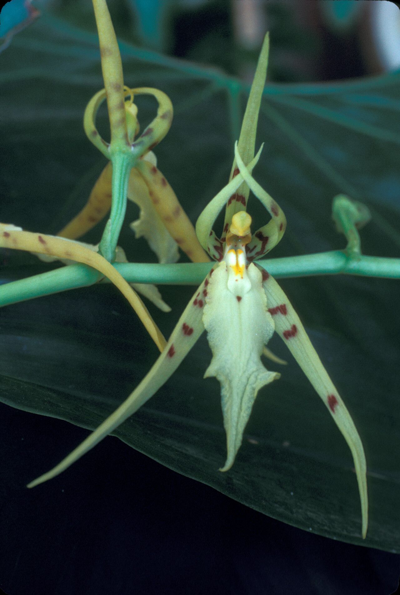 Brassia lanceana — search result for 'Brassia'