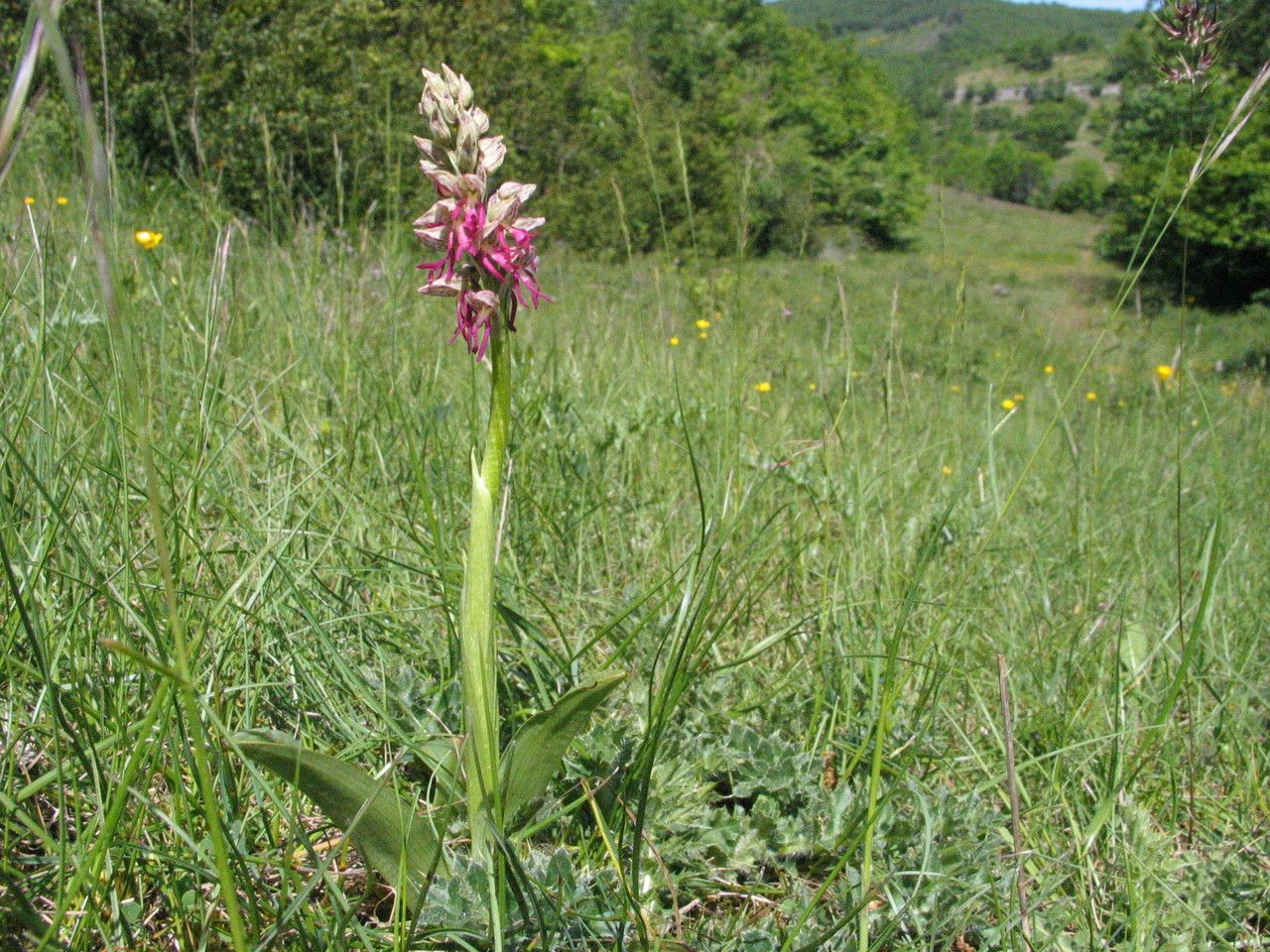 Orchis × bergonii habit
