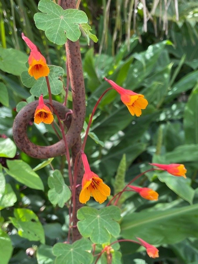 Tropaeolum tuberosum flower
