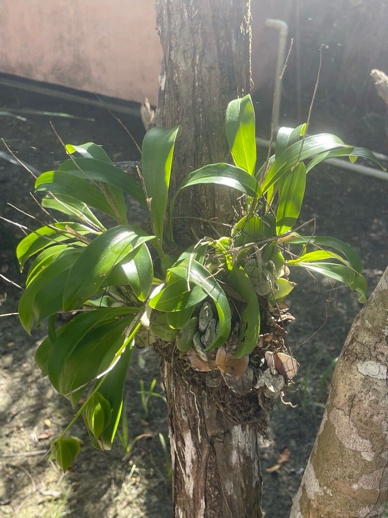 Prosthechea boothiana — related species from the same genus