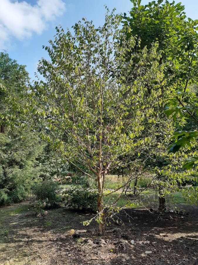 Corylus fargesii habit