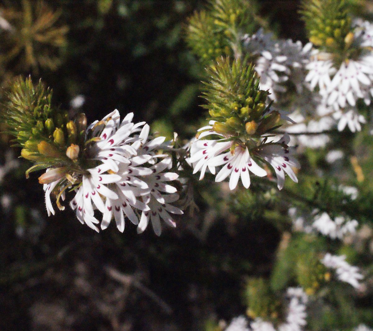 Scaevola lanceolata habit