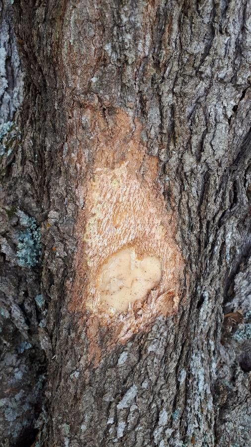 Cornus disciflora bark