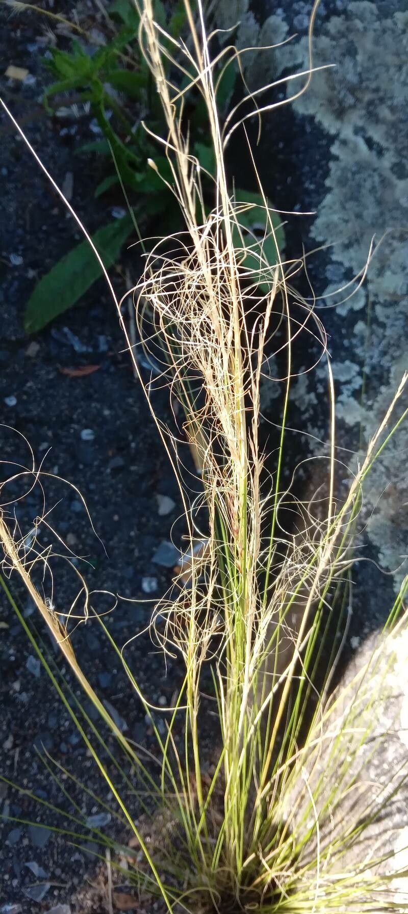 Nassella tenuissima flower