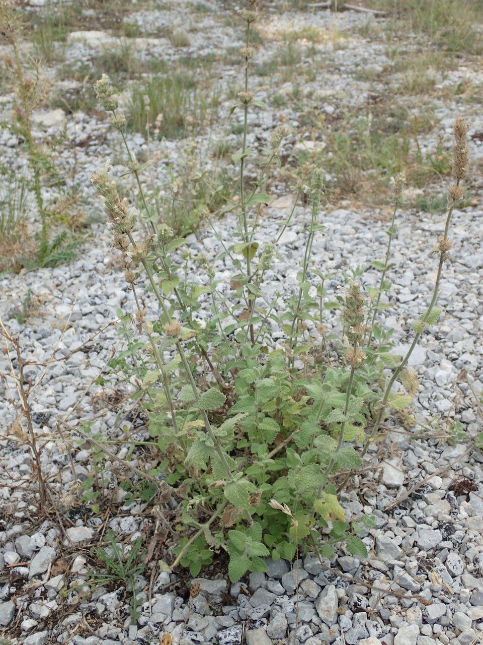 Nepeta parnassica habit