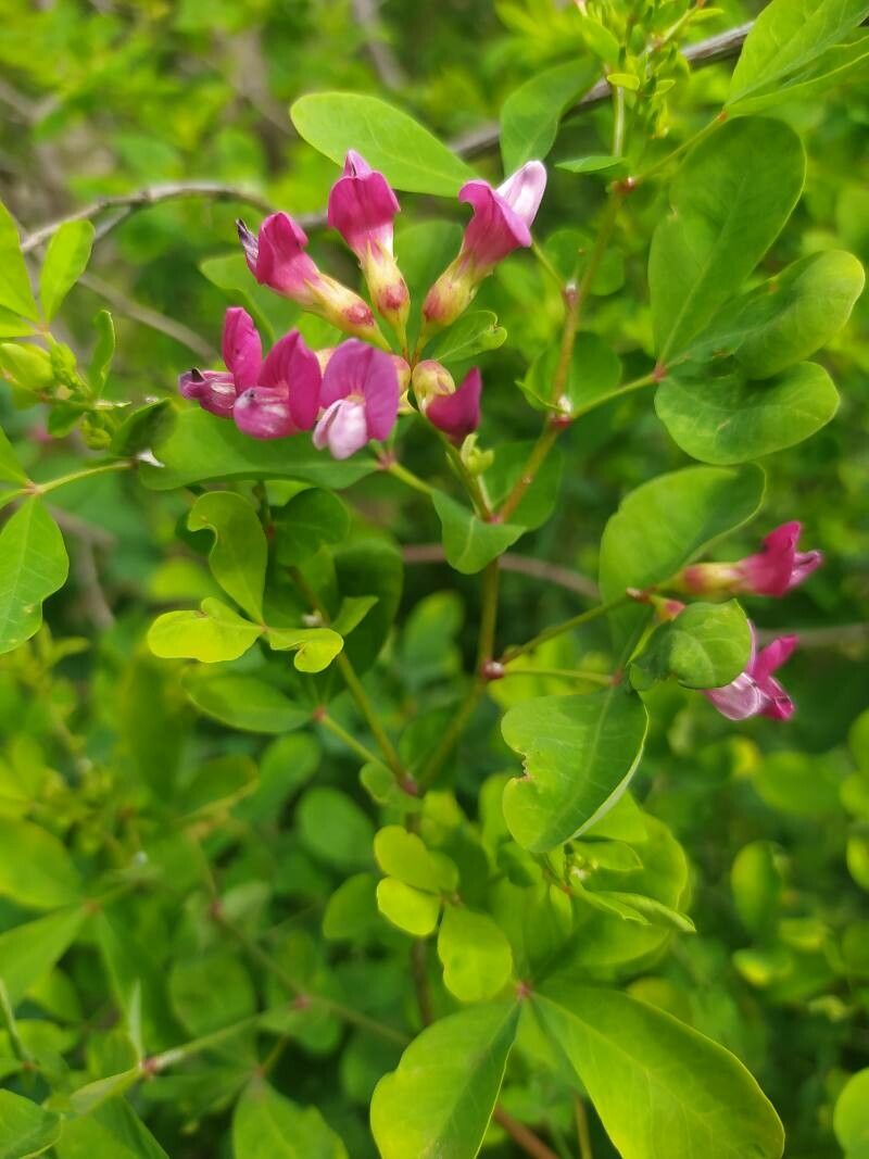 Dorycnium spectabile flower