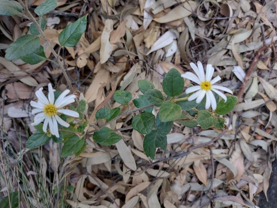 Olearia tomentosa habit