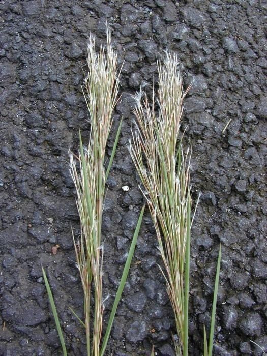 Schizachyrium condensatum — search result for 'Melinis'