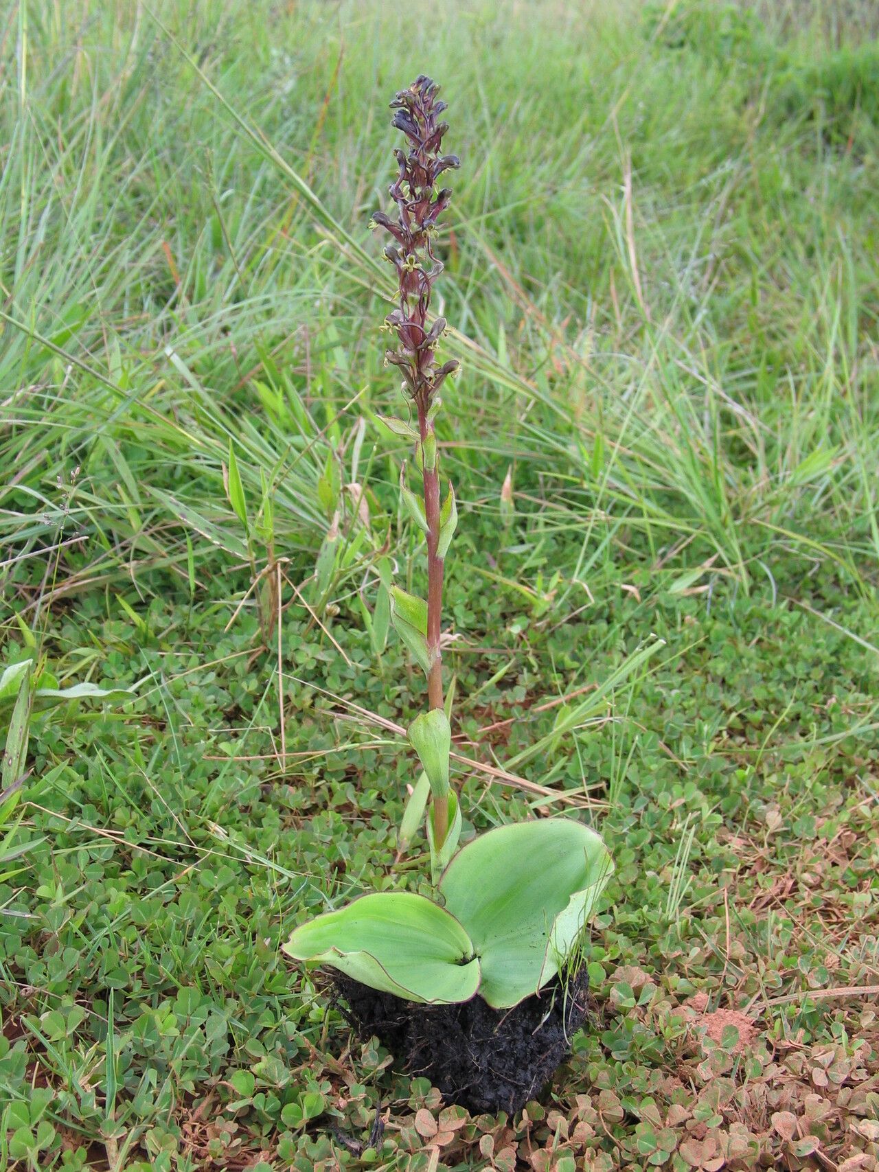 Satyrium riparium habit