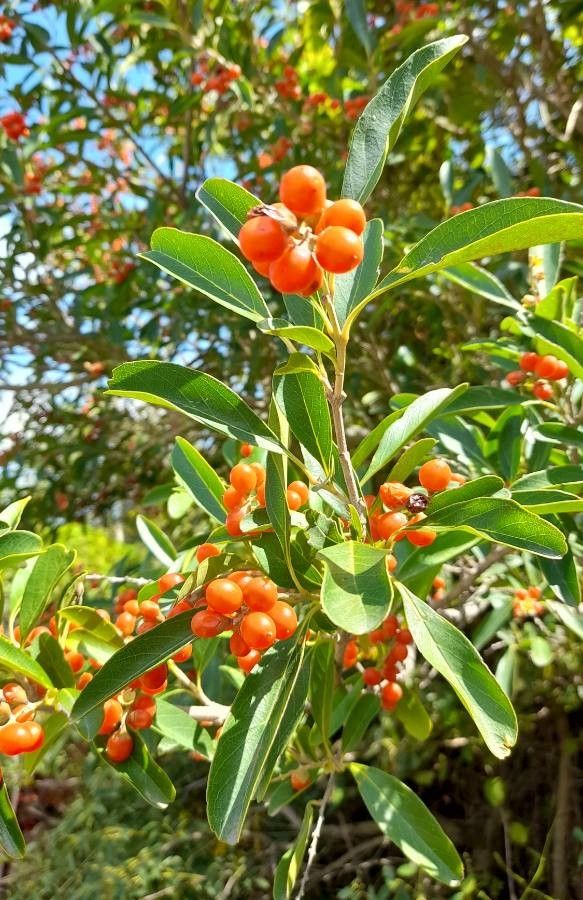 Citharexylum montevidense fruit