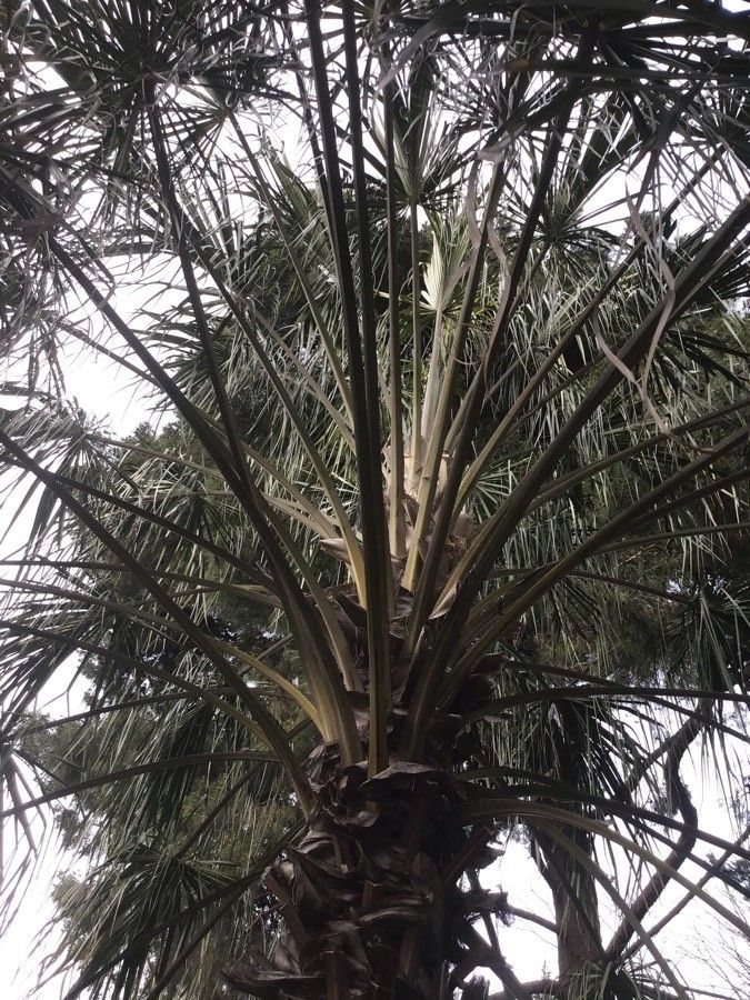 Livistona decora bark