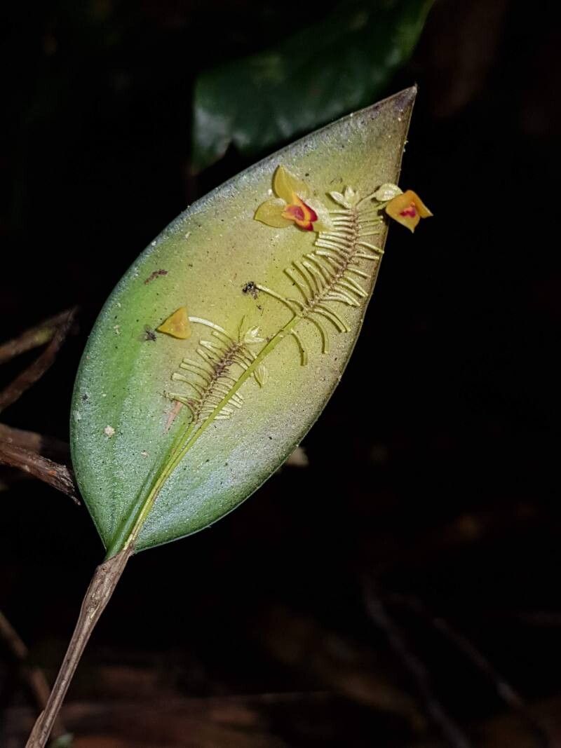 Lepanthes poasensis — houseplant care guide