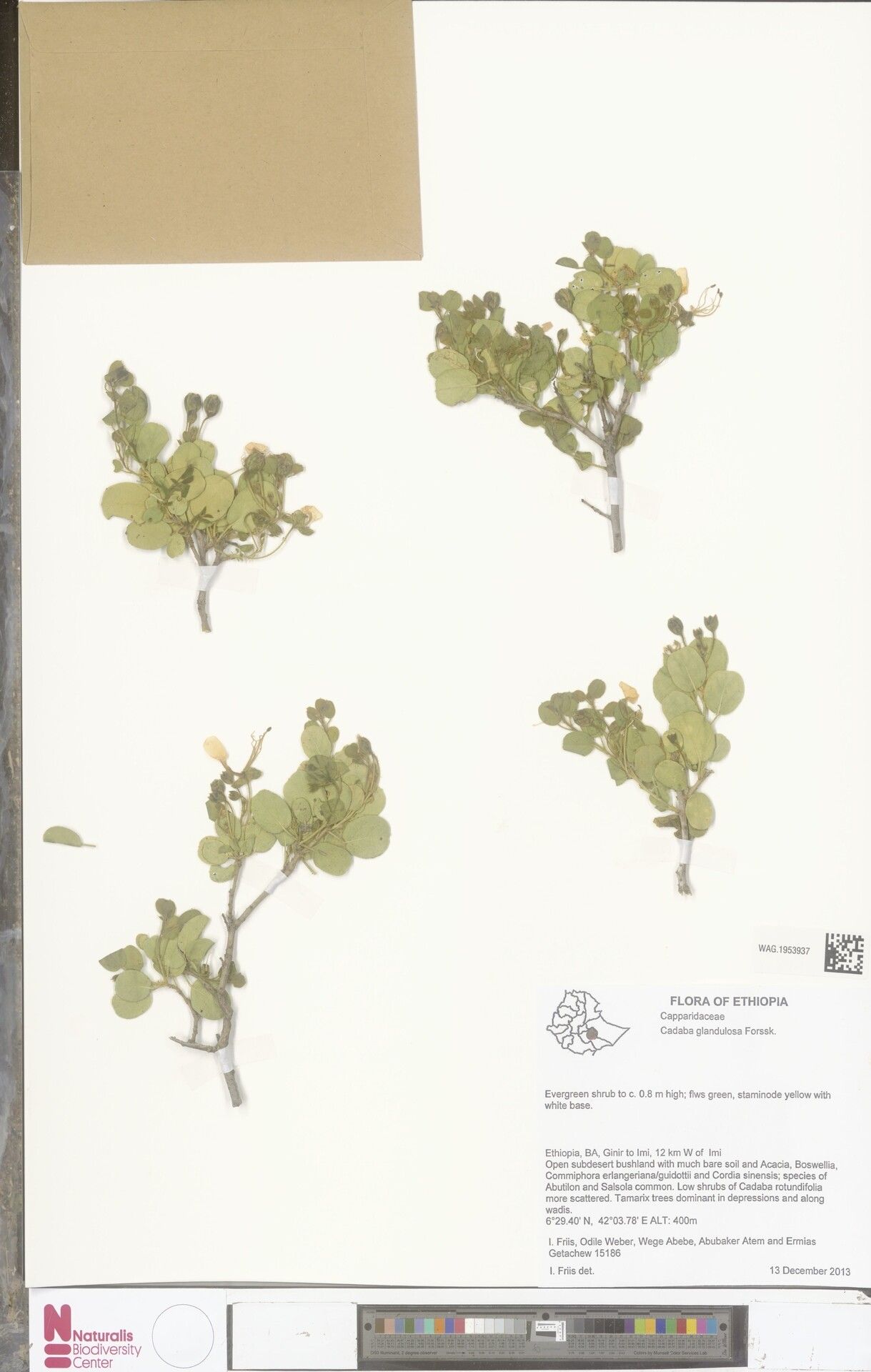 Cadaba glandulosa — related species from the same genus